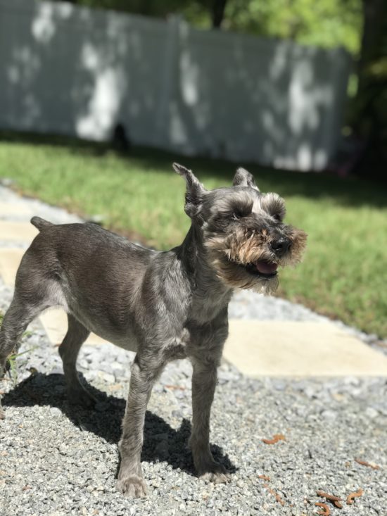 Arthritis in Senior Dogs: A Guide To Helping Your Dog