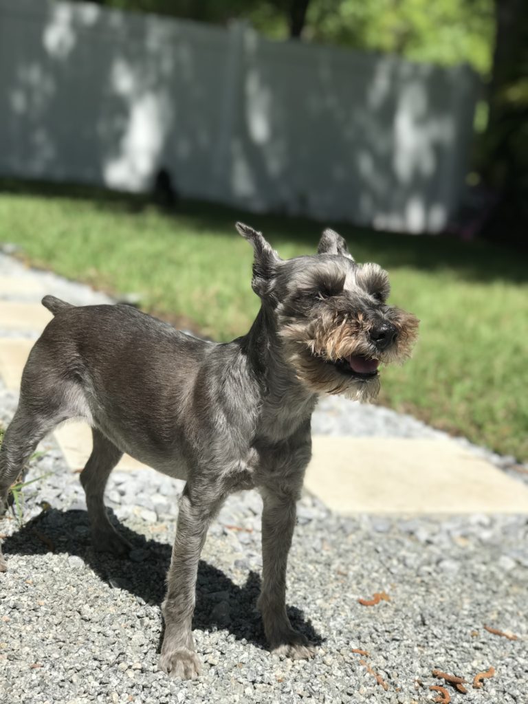 Arthritis in Senior Dogs A Guide To Helping Your Dog